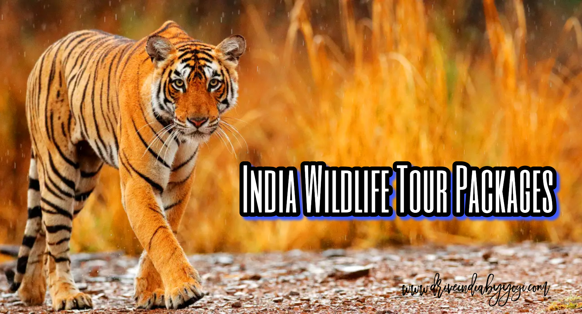 india wildlife tour packages, best india tour packages, drive india by yogi, travel agency in india