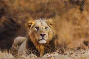 Nahargarh Zoological Park,Nahargarh Biodiversity Park,