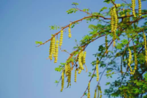 Park in rajasthan,