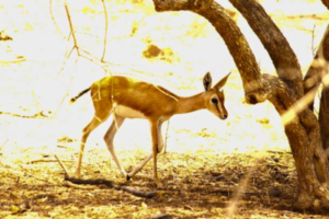 wildlife tour in jaipur, jaipur tourism,Nahargarh Biodiversity Park,