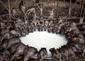 Karni Mata Temple – The Mysterious & Sacred ‘Rat Temple’ of India!