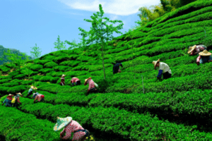 Assamese Tea Gardens