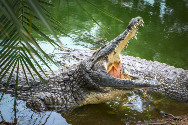 Bhagabatpur Crocodile Project