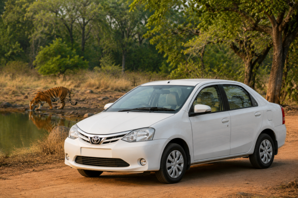White Etios car near tiger in wildlife sanctuary