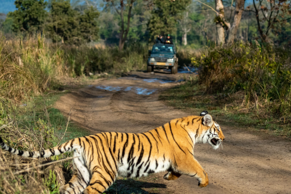 Jim Corbett National Park wildlife safari forest view