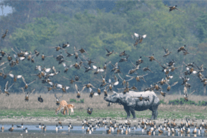 Sajnekhali Bird Sanctuary