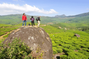Munnar Rolling hills covered in tea plantations and scenic vistas.