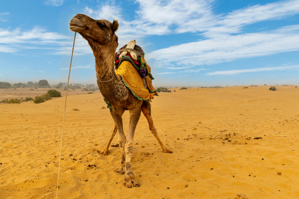 Car hire in Jaisalmer for Kuldhara village and Sam Dunes sightseeing tour