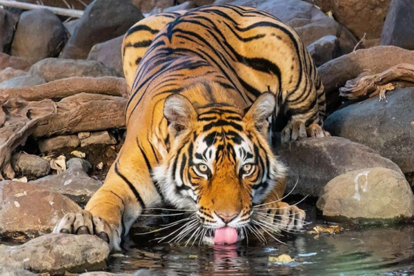 Tiger Sighting at Ranthambhore