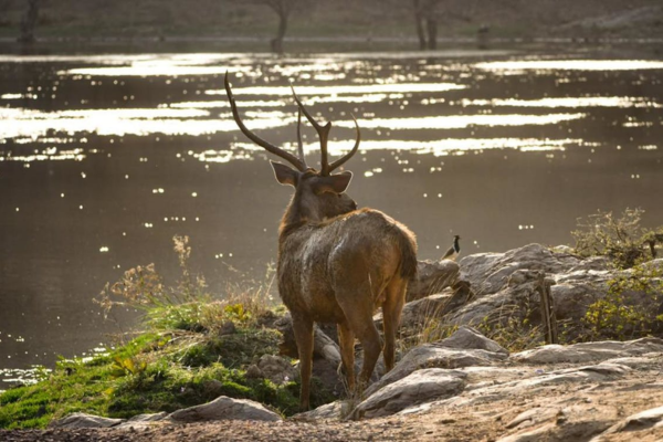 Deer near water in Ranthambhore National Park safari