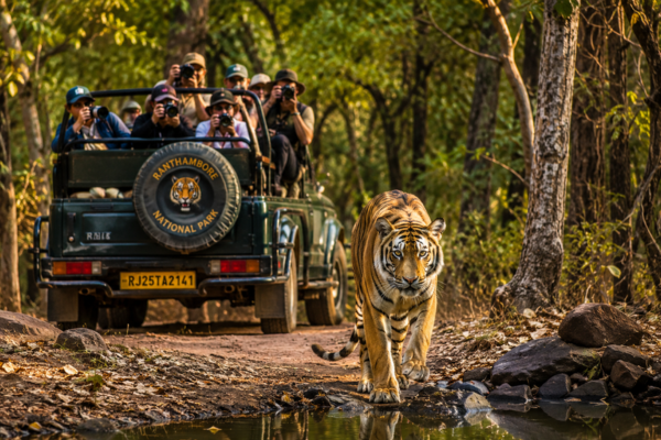 Ranthambore Tiger Safari
