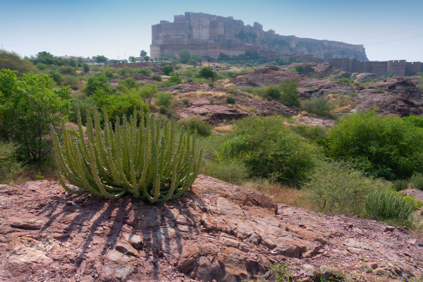 Rao Jodha Desert Rock Park with the majestic Mehrangarh Fort rising in the background in Jodhpur